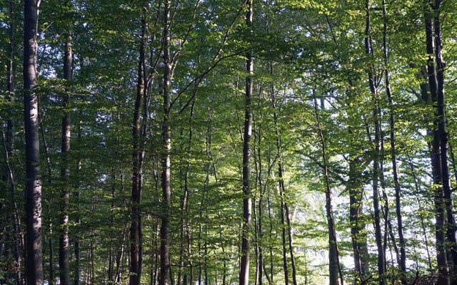 Floresta